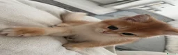 British gatti in vendita: Prenotazione cuccioli British Shorthair  NY12 a Provincia di Reggio Emilia - Annuncio 8