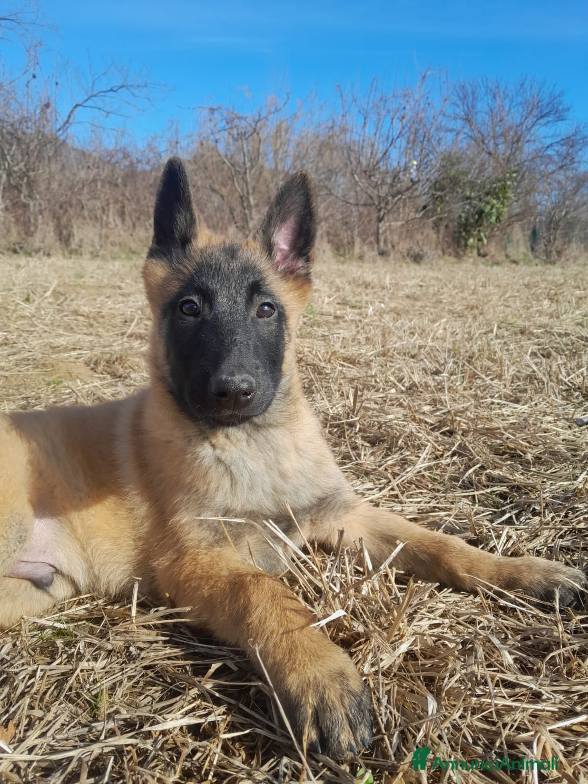 Pastore Belga cani Pastore belga malinois  - Annuncio 4