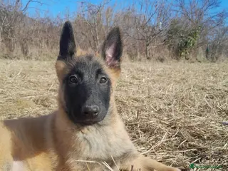 Pastore Belga cani Pastore belga malinois - Annuncio 4