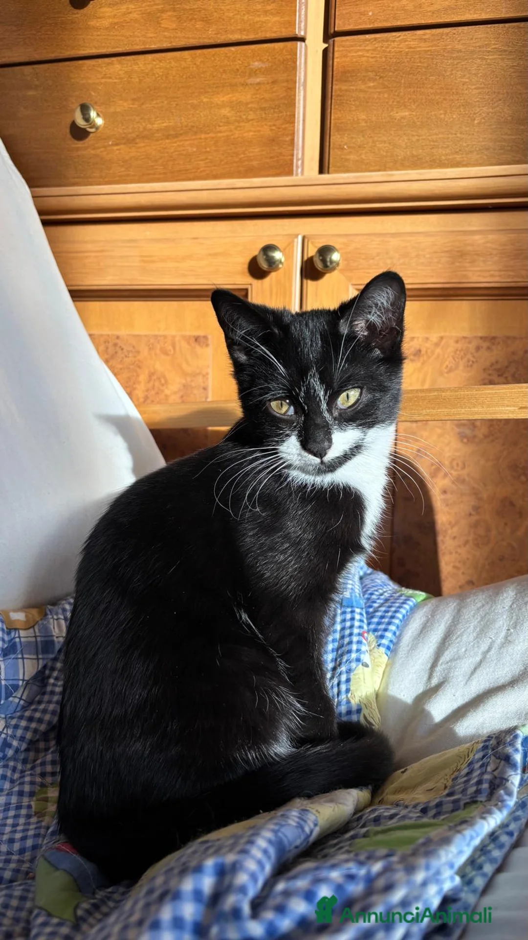 Meticcio gatti in regalo: Regalo gattino maschio  - Annuncio 1