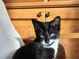 Meticcio gatti Regalo gattino maschio - Annuncio 30