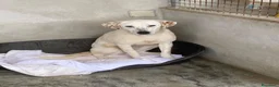Meticcio cani in regalo: Lulù splendida cagnolina - Annuncio 7