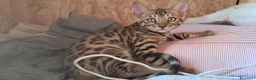 Bengala gatti in vendita: Bengala cuccioli  a Provincia di Ravenna - Annuncio 11
