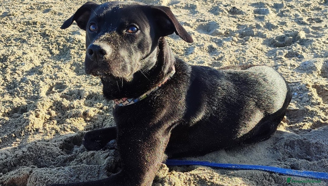 Meticcio cani in regalo: Regalo simil Pitbull  - Annuncio 3