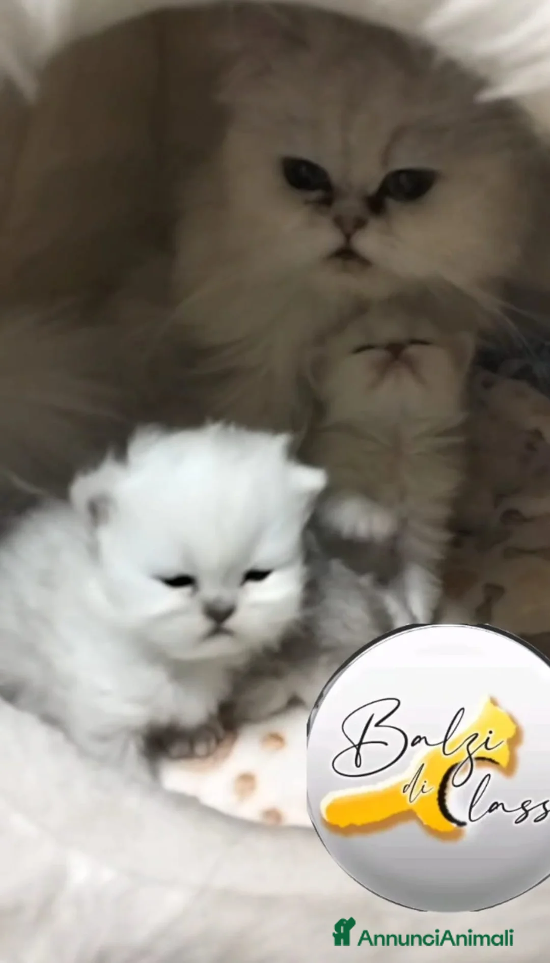Persiano gatti in vendita: Cuccioli persiano chinchilla a Città metropolitana di Palermo - Annuncio 2