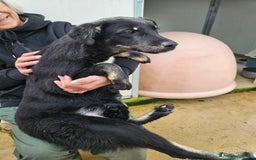 Meticcio cani in regalo: Carlo: 1 anno e mezzo, socievole, timido, dolce a Città Metropolitana di Genova - Immagine 16