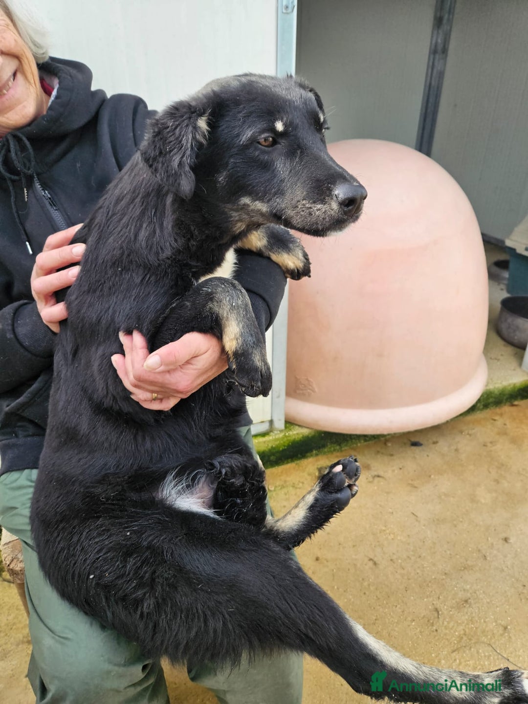 Meticcio cani in regalo: Carlo: 1 anno e mezzo, socievole, timido, dolce a Città Metropolitana di Genova - Immagine 16