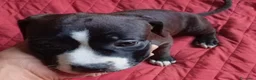 Pitbull cani in vendita: Cucciola American Pitbull terrier  - Annuncio 5