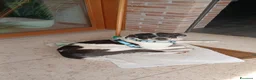 Meticcio cani in regalo: Coffee: super dolce, amico di tutti  - Annuncio 3