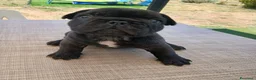 Bulldog Francese cani in vendita: Cuccioli bulldog francese  a Città metropolitana di Roma Capitale - Annuncio 5