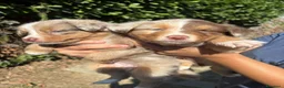 Australian Shepherd cani in vendita: cucciolini - Annuncio 3