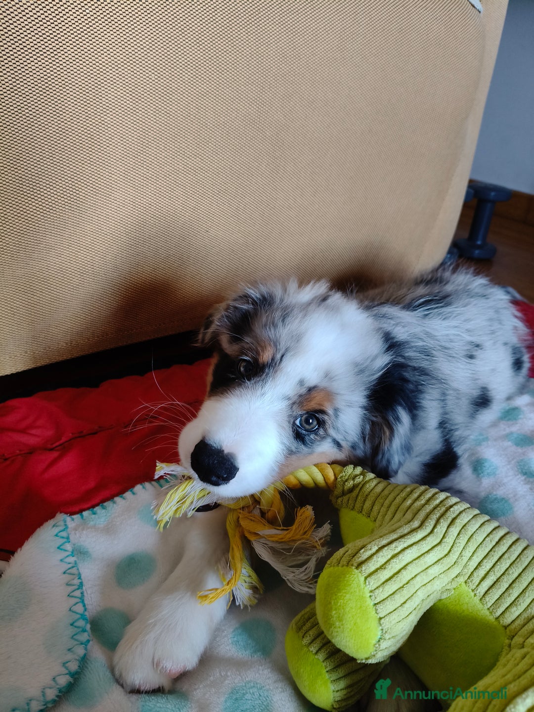 Australian Shepherd cani per accoppiamento: Cane da riproduzione - Annuncio 16