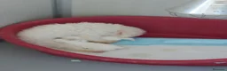 Bichon cani in vendita: Bichon a pòil frisè - Annuncio 1