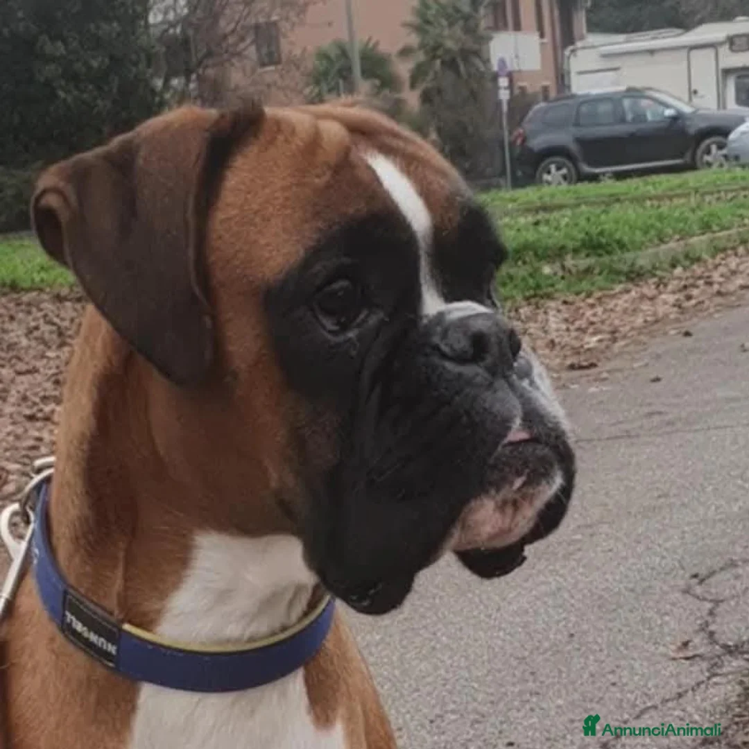 Boxer cani in vendita: Cuccioli boxer a Provincia di Bergamo - Annuncio 13