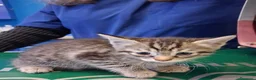 Europeo gatti in regalo: Pelosetta bellissima  - Annuncio 4