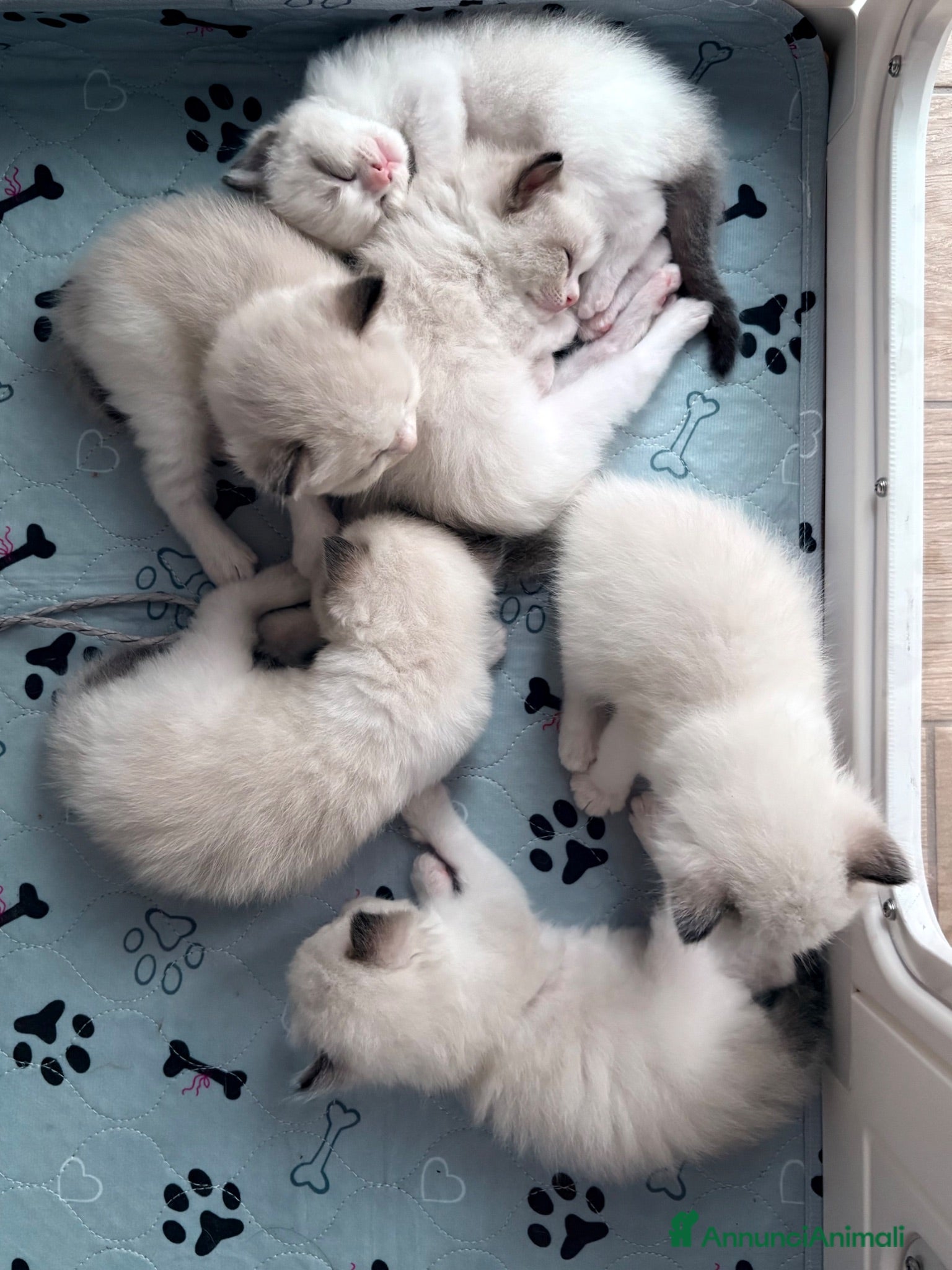 Ragdoll gatti Cuccioli Ragdoll con pedigree  - Annuncio 2