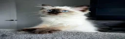 Ragdoll gatti in vendita: Bellissimi cuccioli di ragdoll - Annuncio 8