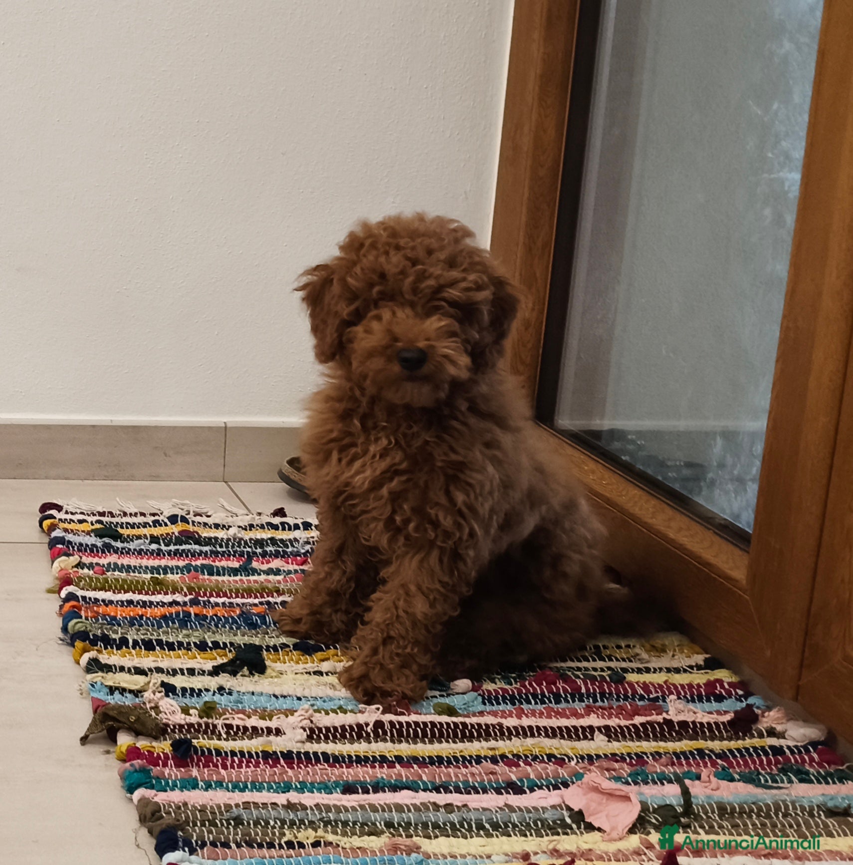 Barboncino cani Cucciolo Maschio Barboncino - Annuncio 20
