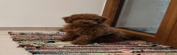 Barboncino cani in vendita: Cucciolo Maschio Barboncino - Annuncio 1