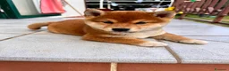 Shiba Inu cani in vendita: Shiba Inu Cucciola con pedigree  - Annuncio 4