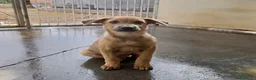 Meticcio cani in regalo: Paride dolce cucciolo in adozione - Annuncio 2