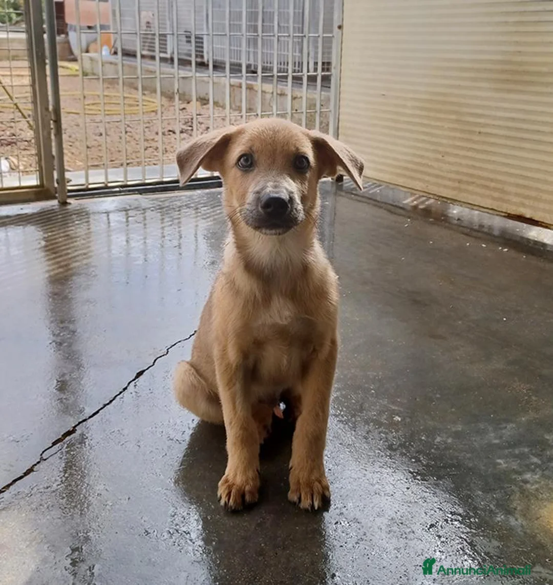 Meticcio cani in regalo: Paride dolce cucciolo in adozione - Annuncio 2