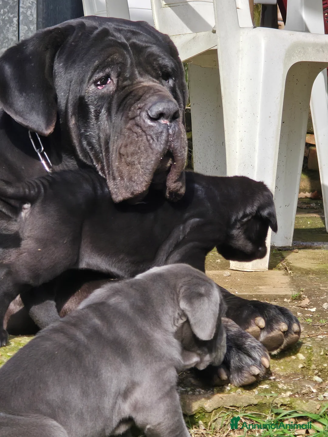 Mastino Napoletano cani in vendita: Cuccioli di Mastino Napoletano - Annuncio 31