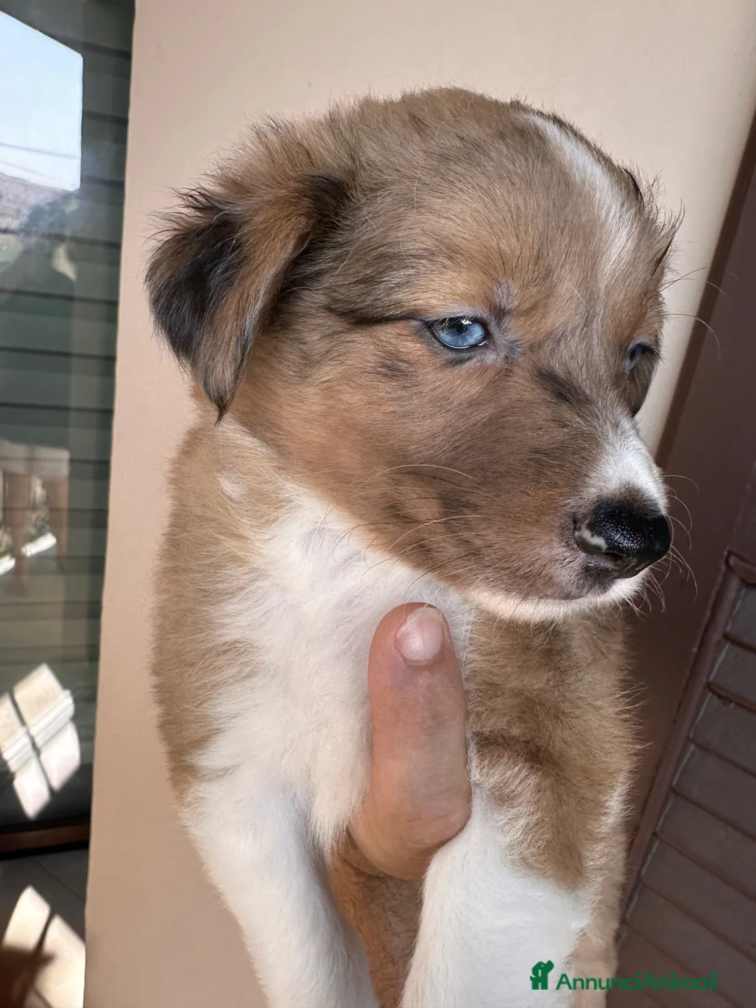 Border Collie cani in vendita: Border collie - Annuncio 2