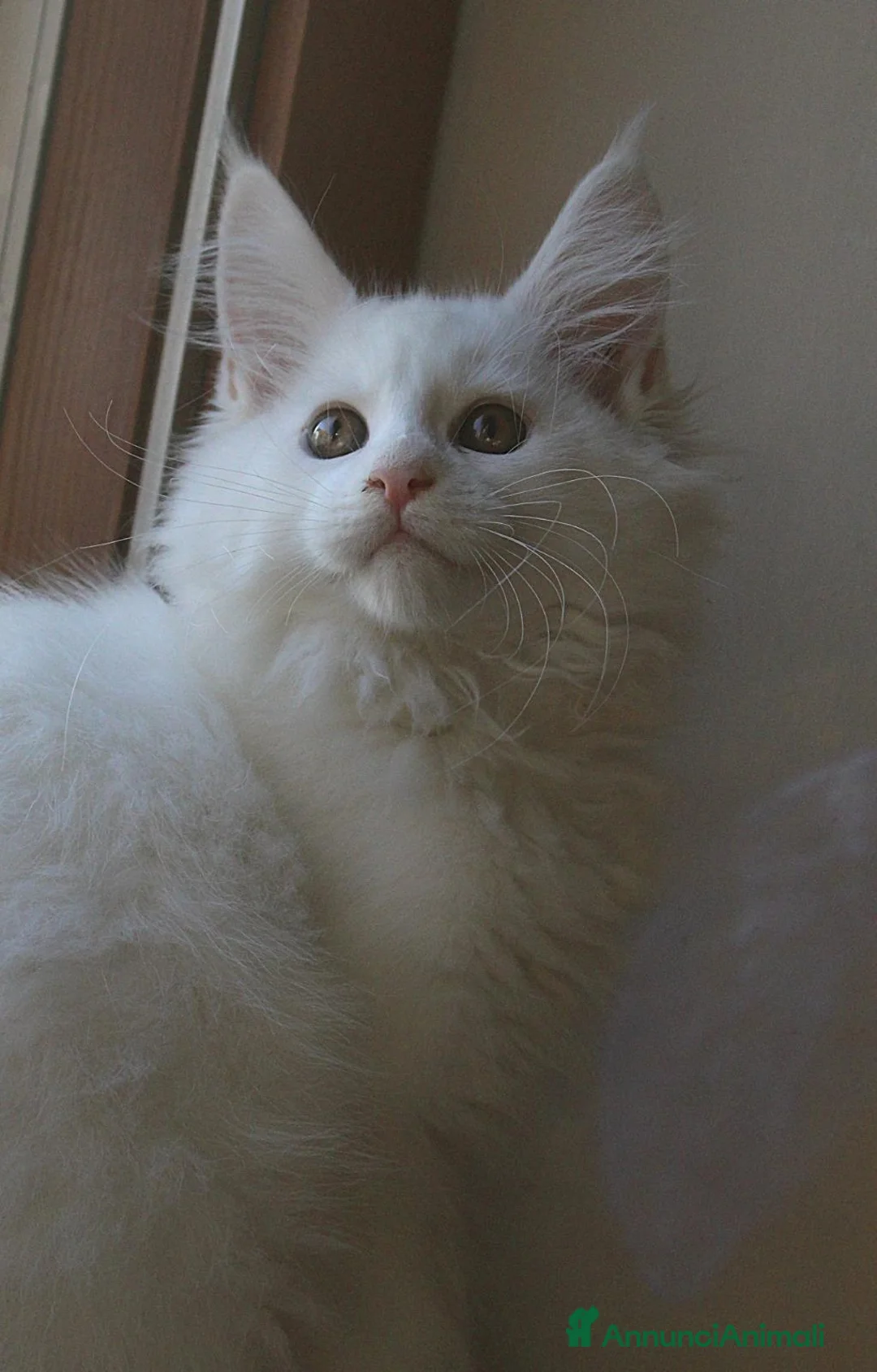 Maine Coon gatti in vendita: Maine Coon femmina  - Annuncio 2