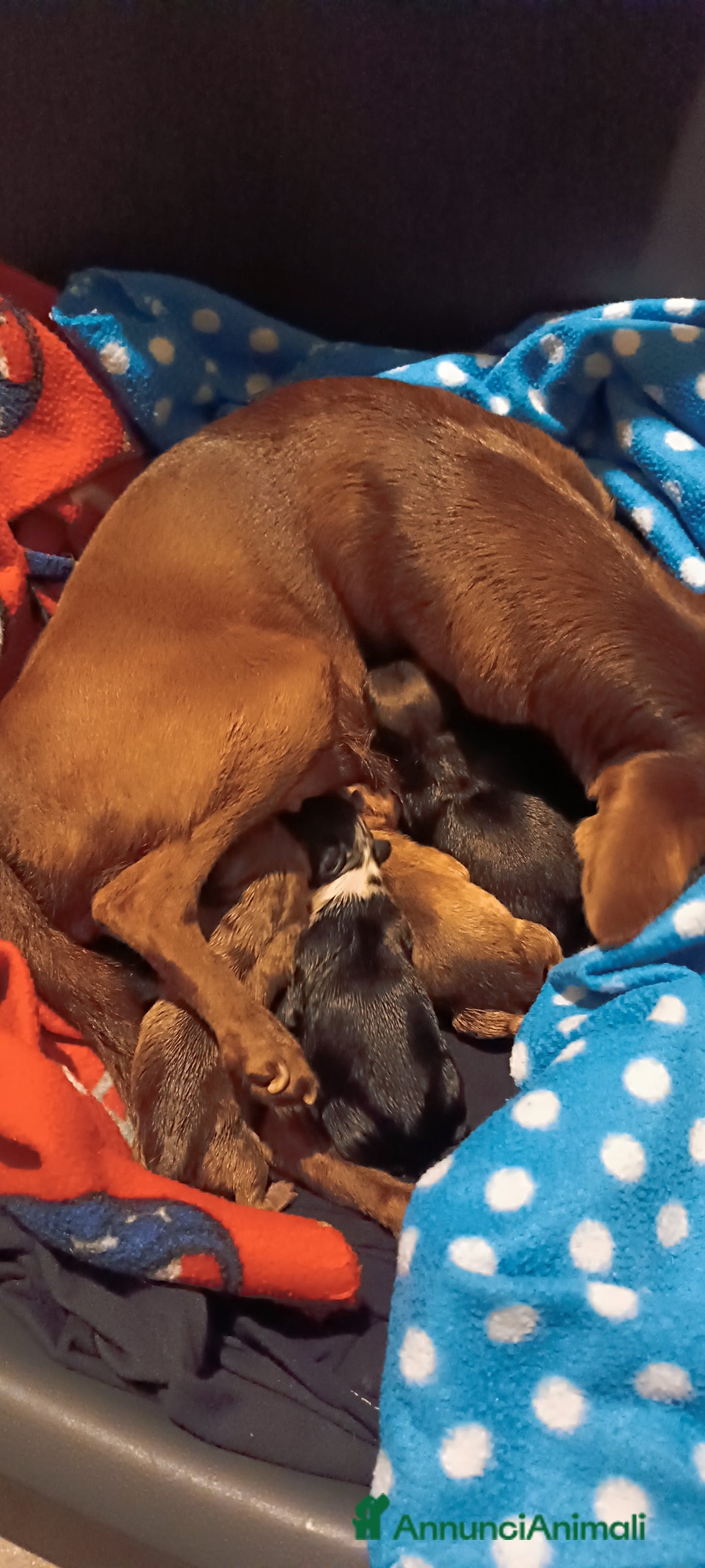 Chihuahua cani in vendita: Cuccioli di chihuahua con pedigree  a Città Metropolitana di Bologna - Immagine 6