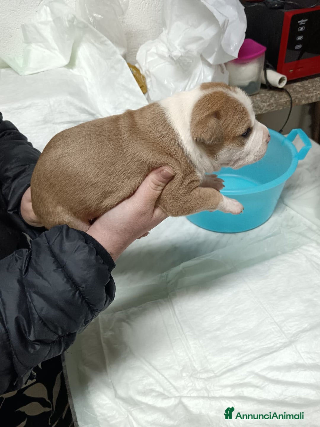 American Staffordshire cani in vendita: America Staffordshire terrier - Annuncio 17