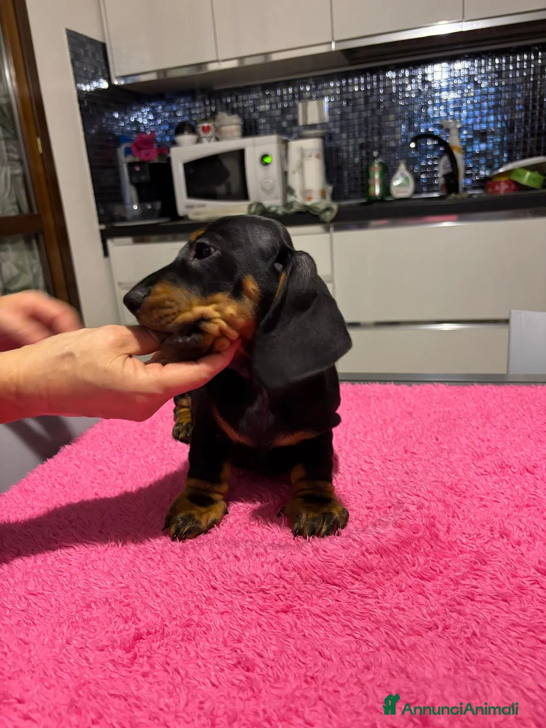 Bassotto cani in vendita: Bassotti Tedeschi nano-pelo corto-pedigree  - Annuncio 6