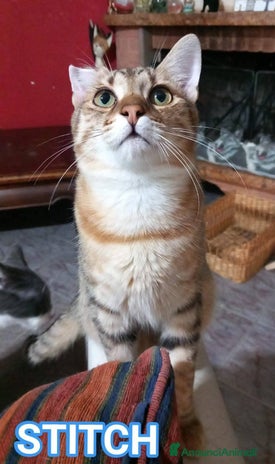 Europeo gatti - Annuncio 20