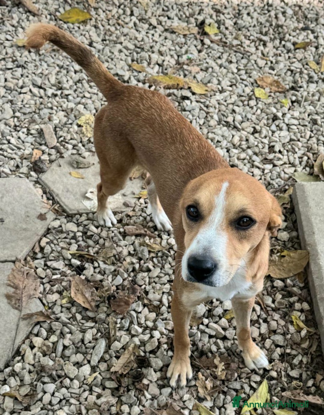 Meticcio cani in regalo: Anacleto 7 mesi taglia media piccola  - Annuncio 3