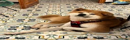 Akita Inu cani per accoppiamento: Akita Inu maschi per monta a Città metropolitana di Palermo - Annuncio 4