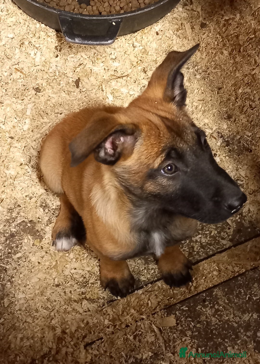 Pastore Belga cani in vendita: Cuccioli di Pastore Belga Malinois  - Annuncio 4
