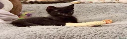 Meticcio gatti in regalo: Mosè  - Annuncio 3
