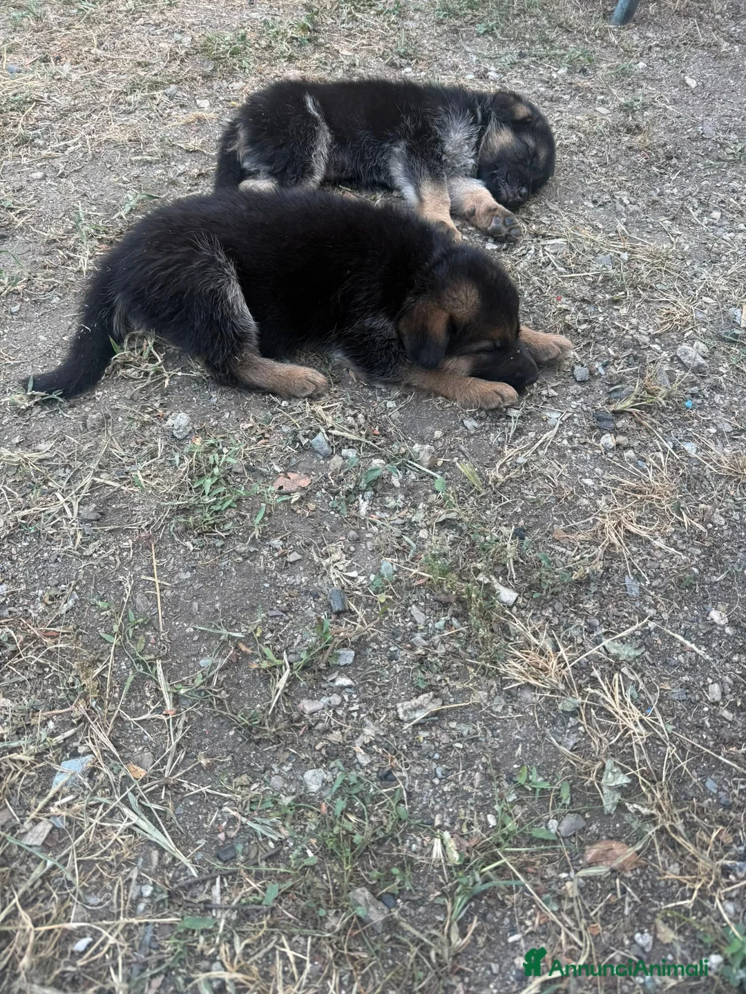 Pastore Tedesco cani in vendita: Vendesi cuccioli pastore tedesco  - Annuncio 2