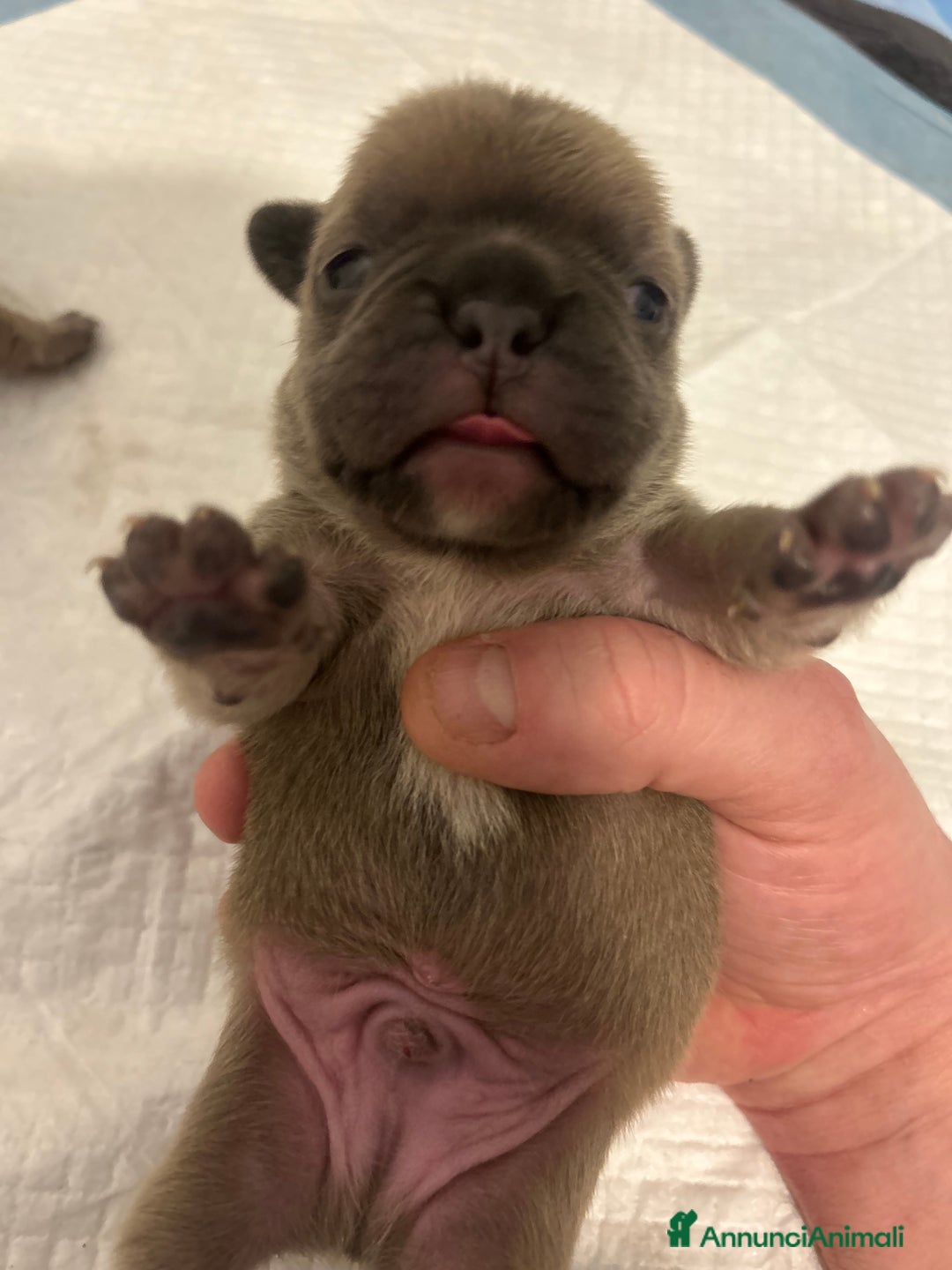 Bulldog Francese cani in vendita: Tre cuccioli bulldog maschi - Annuncio 2