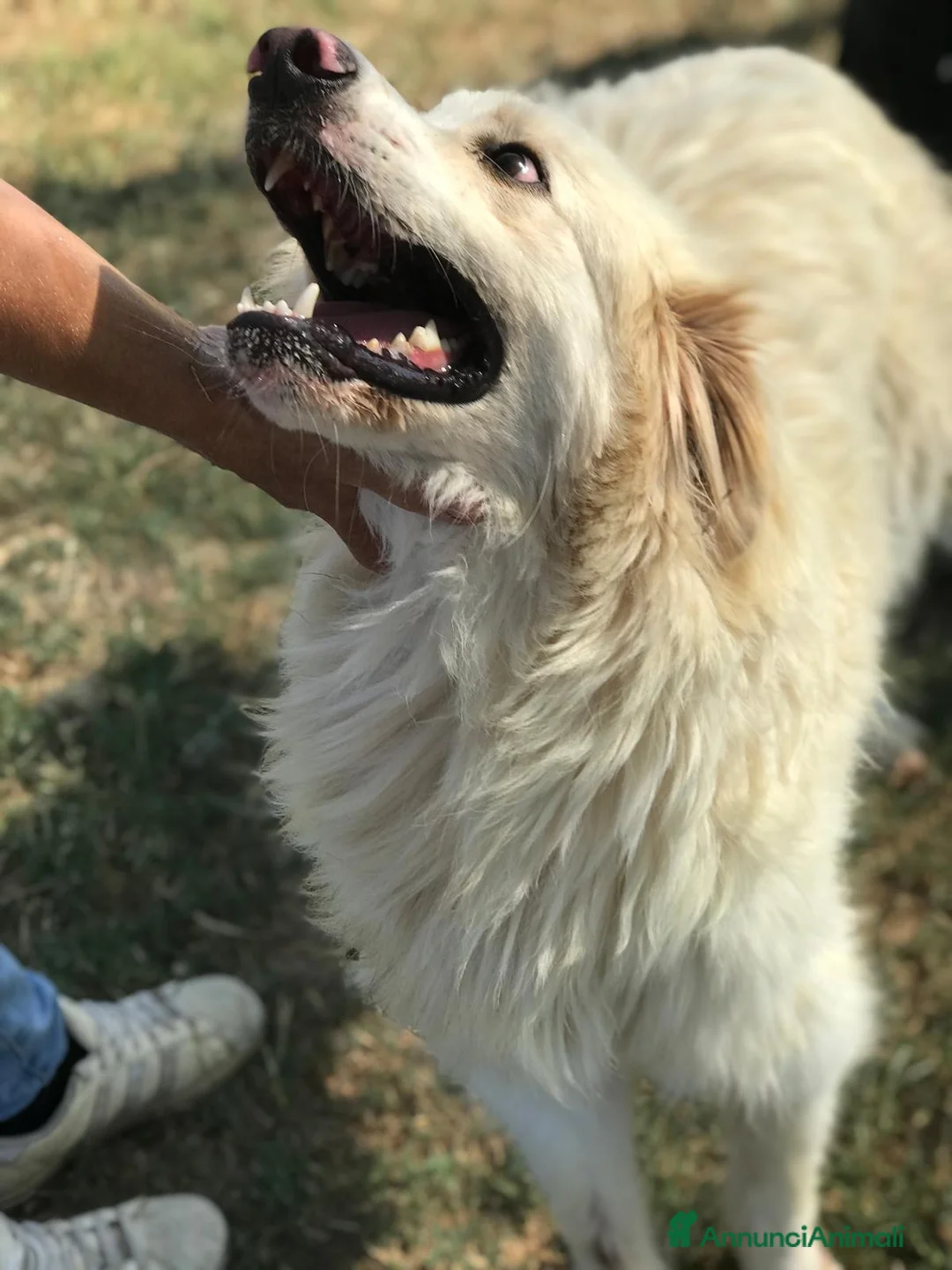 Meticcio cani in regalo: RICKY splendida nuvola chiusa in gabbia a Provincia di Latina - Annuncio 6
