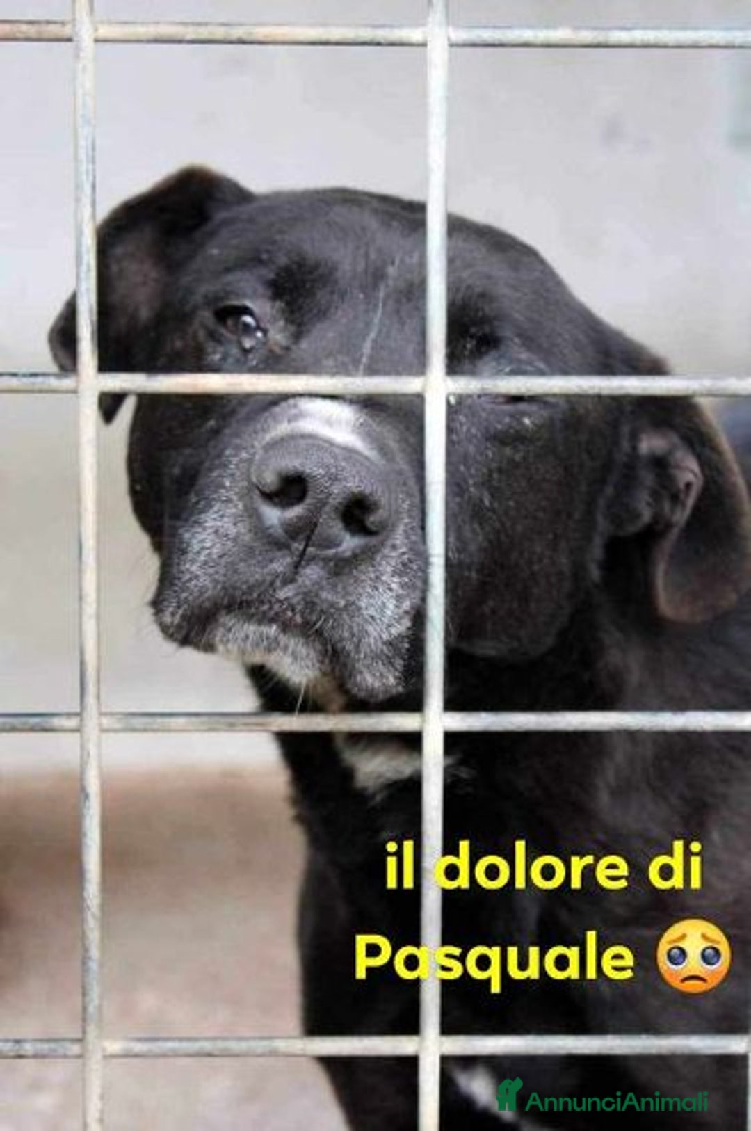 Pitbull cani in regalo: PASQUALE 8anni rimasto solo! Bravo con le persone  a Città metropolitana di Milano - Immagine 1