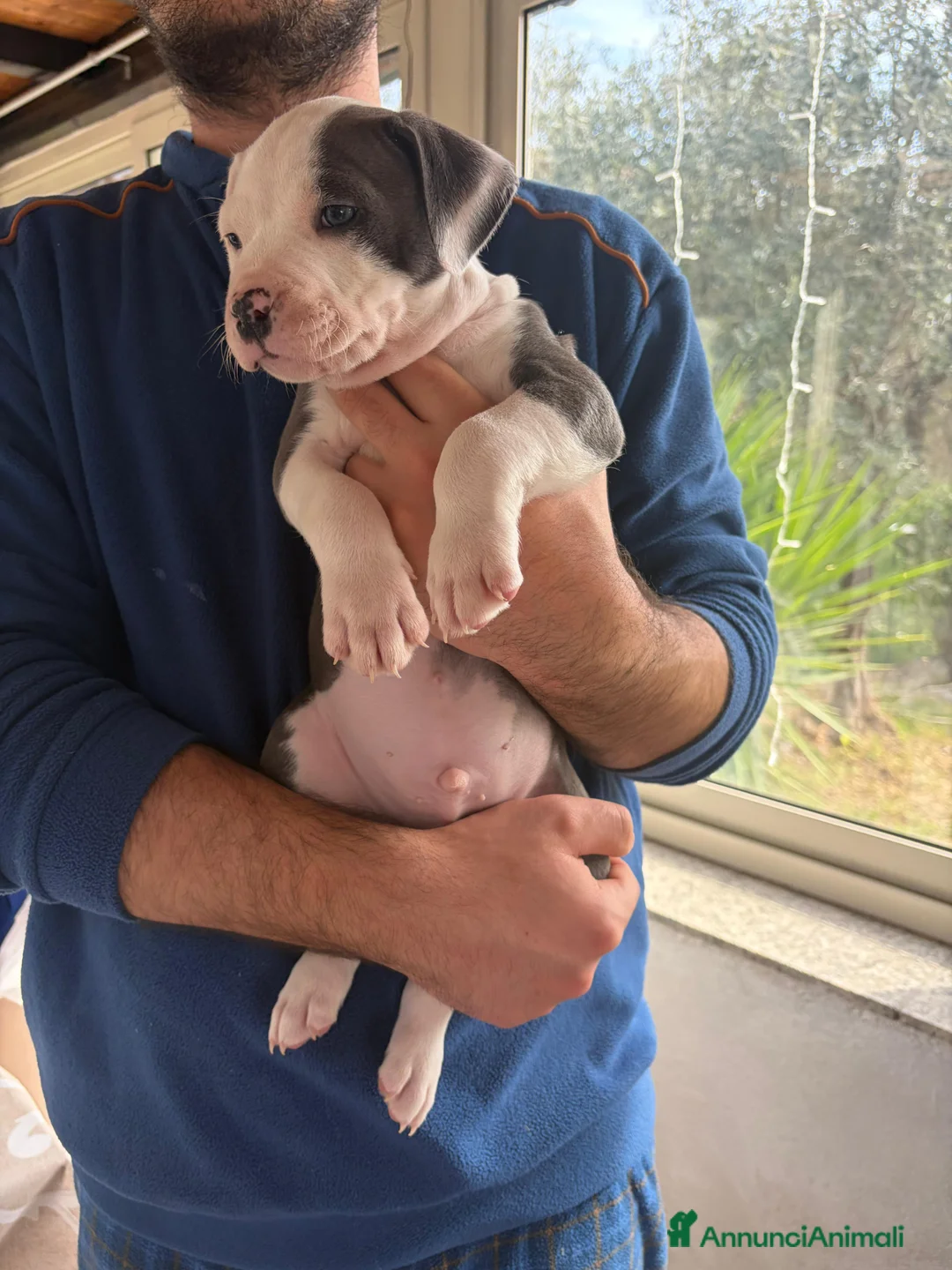 Pitbull cani in vendita: Cuccioli pitbull  a Provincia di Frosinone - Annuncio 1