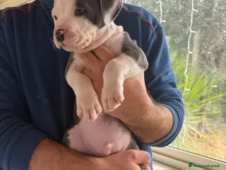 Pitbull cani Cuccioli pitbull - Annuncio 1