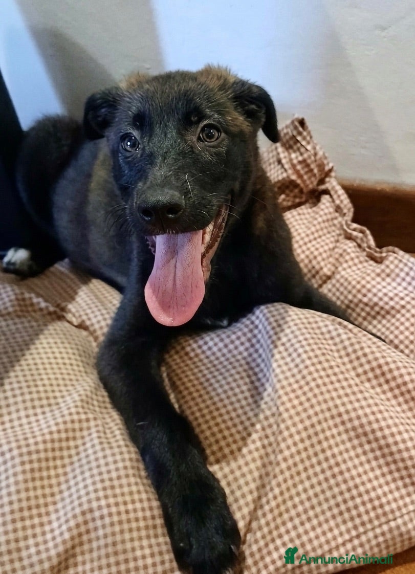 Meticcio cani Nami  - Annuncio 12