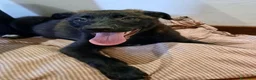 Meticcio cani in regalo: Nami  - Annuncio 1