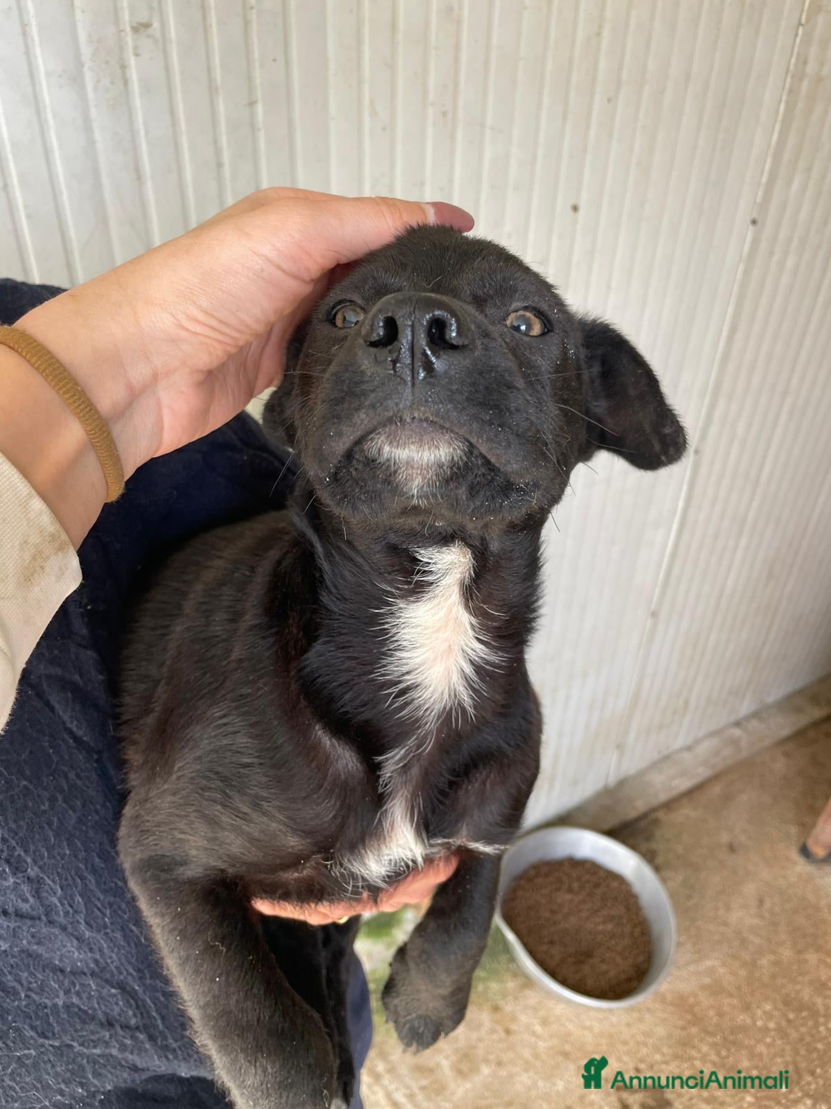 Meticcio cani MI ADOTTI?  - Annuncio 22