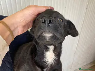 Meticcio cani MI ADOTTI? - Annuncio 22