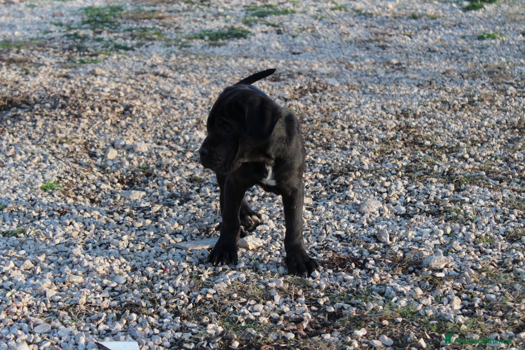 Cane Corso cani in vendita: Cuccioli Cane Corso Selezionati - Annuncio 6