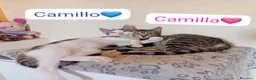 Meticcio gatti in regalo: Gattini adorabili in cerca di casa  a Città metropolitana di Milano - Annuncio 10