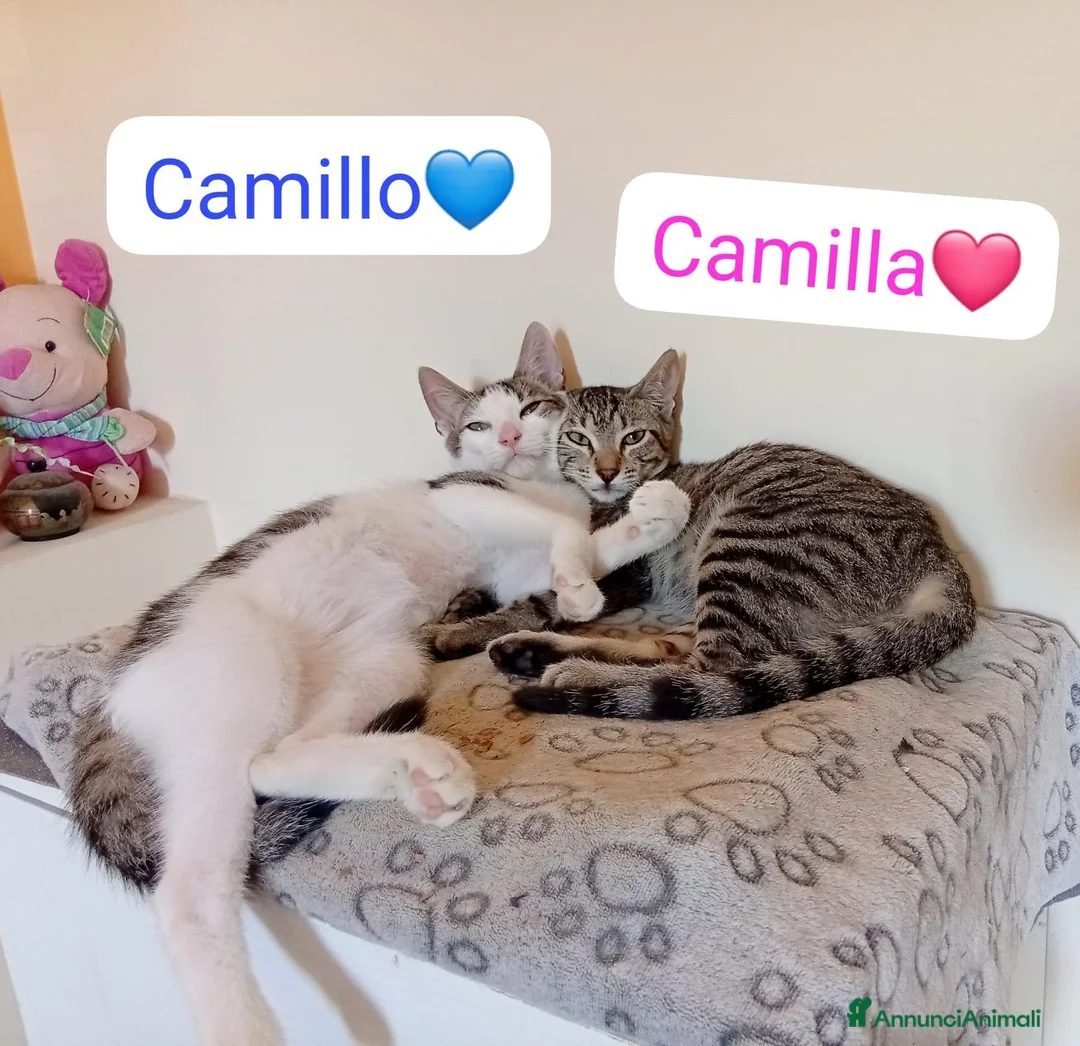 Meticcio gatti in regalo: Gattini adorabili in cerca di casa  a Città metropolitana di Milano - Annuncio 10